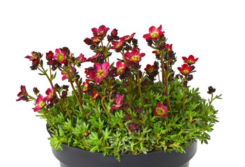 Saxifraga