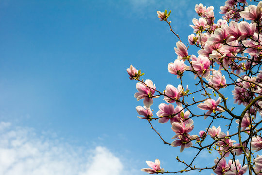 Fototapeta Blossom magnolia branch against blue sky.