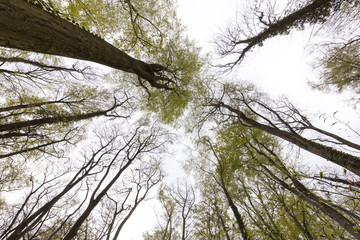 Buchenwald, im Frühling, Sauerland, Nordrhein-Westfalen, Deutschland