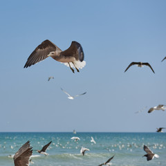 Fototapeta na wymiar Seagulls flying over the water and floating on the sea