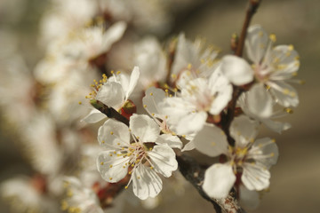 apricot flowers