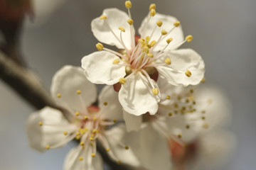 apricot flowers