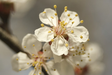 apricot flowers