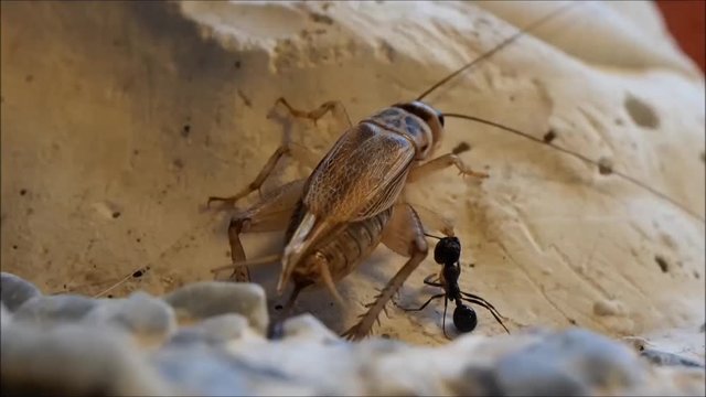 The Ant and the Cricket. The ant seized the paw cricket. Funny insects jumping 