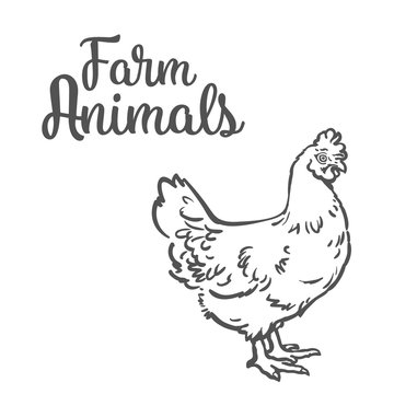 One feathered chicken, sketch style hand-drawn, vector fermeskoe animal home winged bird chicken with white tail, one on a white background