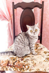 tabby cat sitting on a chair