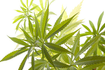 Fresh Marijuana Plant Leaves on White Background