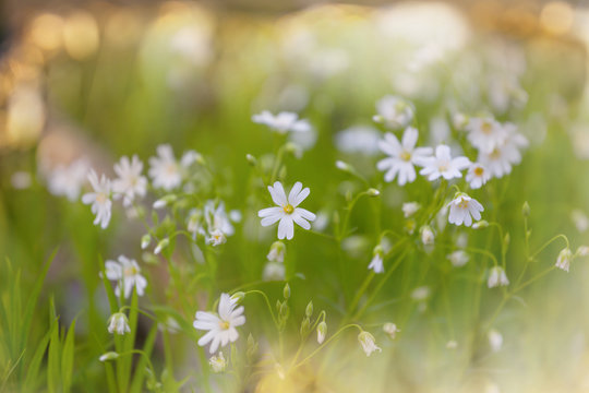 Spring flowers