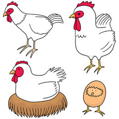 vector set of chicken