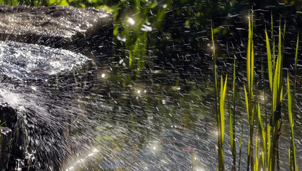 Wasserpflanzen im Sprühnebel eines Springbrunnens
