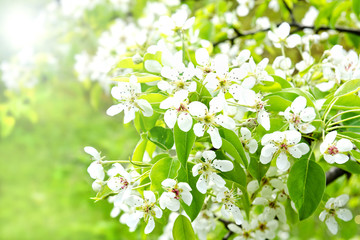 Fototapeta premium Cherry apple blossoms over nature background