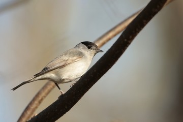 Blackcap (Sylvia atricapilla) on a twig