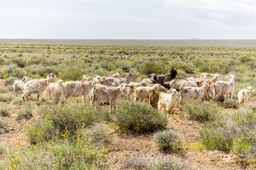 sheep and goats walking in prairie with bush close up