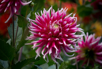Beautiful purple pink and white colored dahlia flower in a green natural environment
