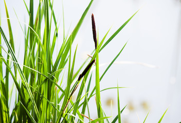 Natural background of green reeds