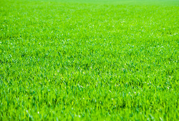 Close up on fresh green grass
