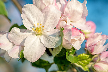 Apple Blossom buds
Close up of pastel toned white spring blossoms with shallow depth of field