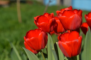 big red tulips 