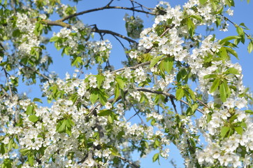 spring flowers of cherry