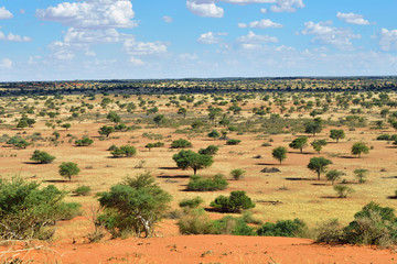 Fototapeta na wymiar Kalahari desert, Namibia
