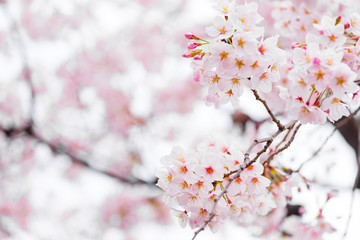 Sakura or cherry blossom flower full bloom in spring season.