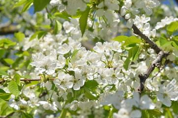spring flowers of cherry
