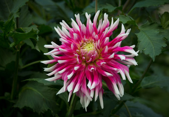 Beautiful purple pink and white colored dahlia flower in a green natural environment