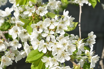 spring flowers of cherry