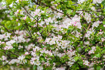Spring blossom: branch of a blossoming apple tree on garden background