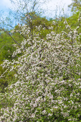 Fototapeta na wymiar Spring blossom: branch of a blossoming apple tree on garden background