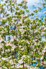 Spring blossom: branch of a blossoming apple tree on garden background
