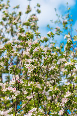 Spring blossom: branch of a blossoming apple tree on garden background