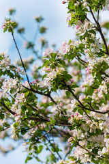 Obraz premium Spring blossom: branch of a blossoming apple tree on garden background
