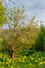 Fototapeta premium Spring blossom: branch of a blossoming apple tree on garden background