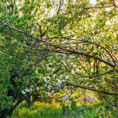 Spring blossom: branch of a blossoming apple tree on garden background