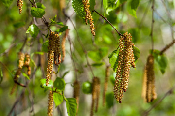 Spring birch leaves and branches, macro background