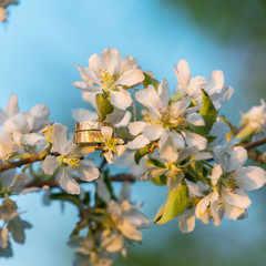Spring blossom: branch of a blossoming apple tree on garden background