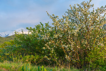 Spring blossom: branch of a blossoming apple tree on garden background