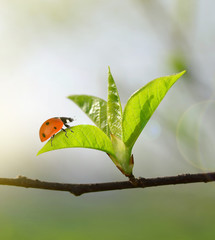The first spring leaves with ladybug close up. Natural background.