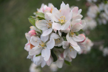 Apple tree flowers, whole garden in blossom