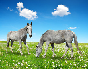 Naklejka na ściany i meble Two horse in the meadow.