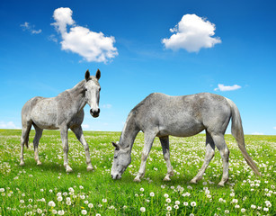 Two horse in the meadow.