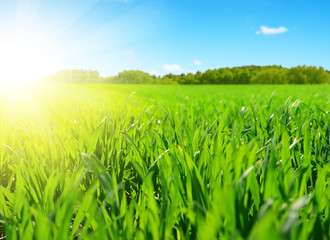 Beautiful spring field with green grass in sunny day.