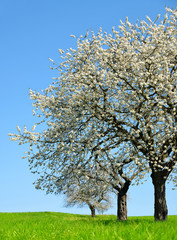 Naklejka premium Blooming cherry tree on meadow. Spring landscape.