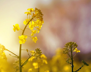 Flower of a rapeseed ( Brassica napus ) at sunset