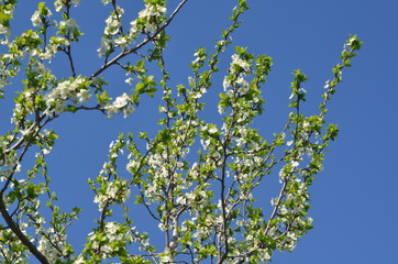 spring flowers of cherry