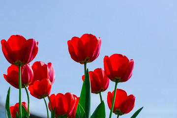 Rode mooie tulpen