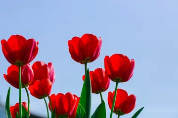 Deurstickers Tulp Rode mooie tulpen