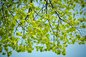 Green leaves on the tree