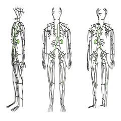 2d cartoon illustration of lymphatic system